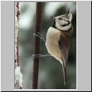 Parus Cristatus - Haubenmeise 05.jpg